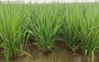 隆晶优4456水稻品种的特性，每亩有效穗数16.8万穗