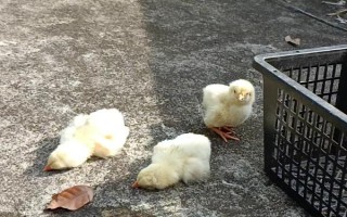 小鸡能不能晒太阳，可以晒但是不可直接晒