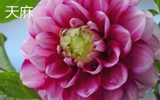 大丽花是不是天麻的一种，二者不是同类别的植物