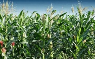 川单455玉米品种的特性,全生育期120天