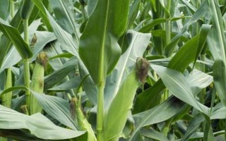 陕单226玉米品种简介，生育期100天左右