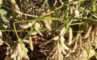 中龙豆120大豆品种简介,普通品种