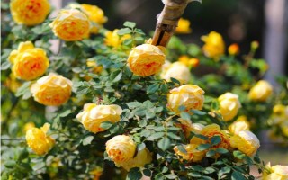 皮实好养的月季花品种，有自由精神、红色龙沙宝石等