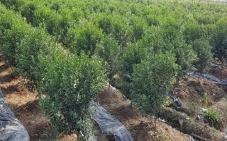 柑橘冬季如何施肥，通常在果实采收前后进行