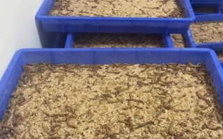 养殖蛋白虫能否赚钱,主要取决于养殖技术