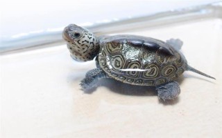 巴西龟冬眠苏醒的时间，一般在次年的3-4月份逐渐苏醒