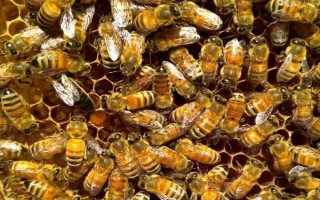 意蜂一直喂能加快繁殖吗，在一定程度上能加快繁殖