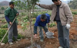 桂花树养几年才会开花，养殖4-5年才可以开花