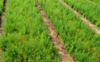 天门冬的盆栽养殖方法，最好置于半阴的环境中养护