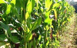 延科288玉米种子特征特性,中抗小斑病