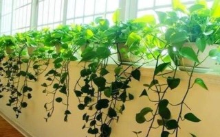 种植绿萝的好处,可美化环境、净化空气等