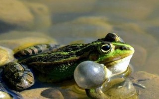 青蛙还叫什么，又被称为蛙、蛤蟆、田鸡、蛙子等