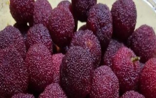 梅子能放几天,新鲜杨梅在低温下可存放一周左右