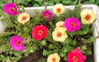 哪些花卉适合夏季种植，包含飘香藤、三角梅等品种