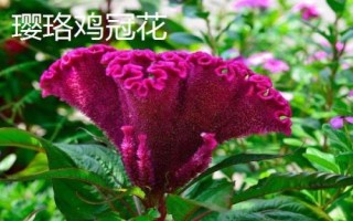 鸡冠花有哪些品种，常见种类有凤尾鸡冠花、多头鸡冠花、璎珞鸡冠花