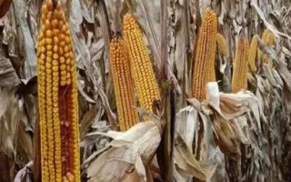 浚单28玉米种简介，夏播生育期100天