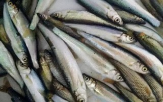 淡水鱼根据在水中的生活层次分类,分为中上层、中下层和下层鱼类
