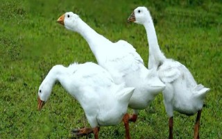 鹅每天几点下蛋，会在晚上10点到第二天白天9点产蛋