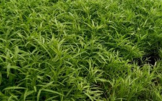 芦蒿怎么种植，选用良种可提高产量