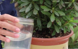 杜鹃如何浇水，一定要掌握见干见湿的原则