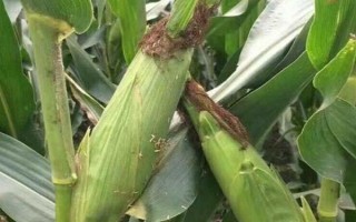 偃单8号玉米种子特征特性，充分发挥该品种的高产潜力