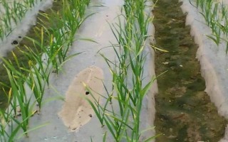 蒜苗叶尖干枯发黄的原因，可能是重茬栽种或缺乏营养所致