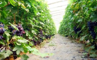 大棚葡萄如何施用二氧化碳气肥，可将发生器放在棚内帮助气体扩散