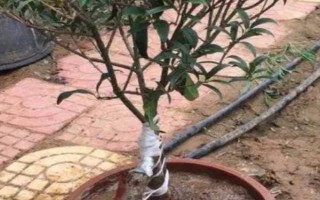 白蜡如何嫁接，可嫁接金枝槐或水曲柳