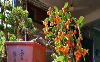 金豆的盆栽方法，定期追施经过稀释的肥液才能满足其养分需求