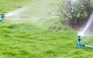 蓝羊茅的生长特性，具有喜光、耐旱等特点