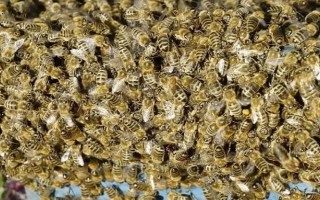 弱群怎样养成强群，保证适宜的环境、气候、蜜源等