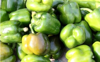 菜椒一亩地产多少斤，一般能产1-2千斤左右