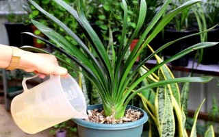 君子兰不长新叶怎么处理,需更换土壤、修剪烂根等