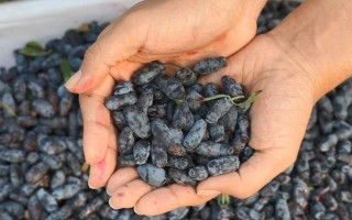 蓝靛果可以放几天，常温条件下可以保存2-3天