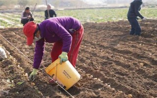 马铃薯膜下播种要点,播种深浅与覆土厚度均要保持一致