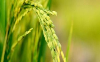 E两优23水稻种子介绍，秧田亩播种量8～10公斤