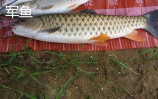 军鱼好不好吃，肉质细嫩鲜美深受消费者欢迎