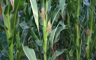 玉米灌浆期倒伏怎么办，可人工扶直