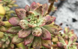 多肉的常见病及处理方法，常见的有赤霉病、炭疽病等