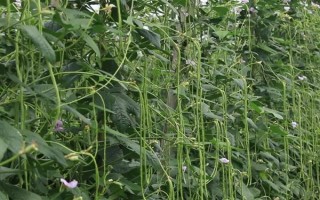 哪些蔬菜可以在6月份种植，适合选择黄瓜、番茄、豇豆等品种