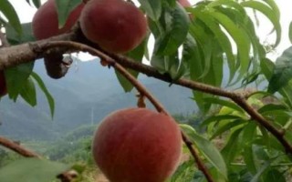 红冠桃的产地,目前主产于山东省辉渠镇