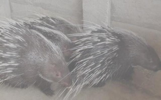 降低豪猪养殖成本的方法，自行种植块根饲料可减少开支