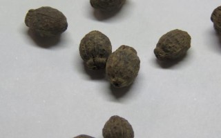 紫茉莉种子在哪里有卖,在花卉市场和种子公司都能买到