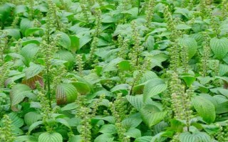 苏子的产地，在我国主产于安徽、湖南、台湾等省份