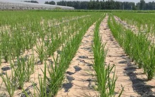 旱地怎么抗旱，可采取节水灌溉、覆盖秸秆、沟垄耕作等措施