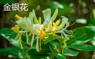 金银花和断肠草有什么区别，外观、质感、花朵均不同