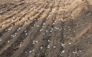 白露葱怎么种植，幼苗长出2-3片真叶后要浇水