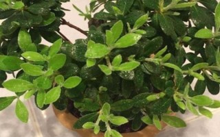 映山红桩皮青不发芽的处理方式，要选择合适的土壤