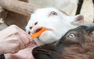 怎么喂羊下奶速度快，可以采用以下五种方法