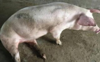 猪喘不吃食是什么原因，要根据不同的原因进行对症治疗